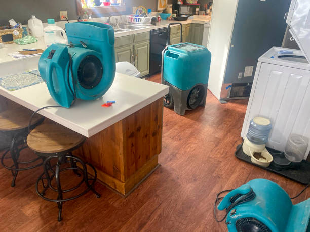 Best Mold removal after water damage  in Freeport, IL